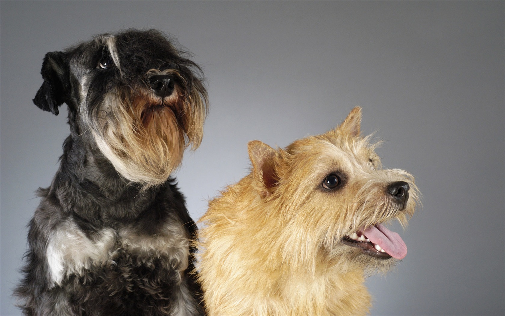Puppy Photo HD wallpapers (6) #15 - 1680x1050