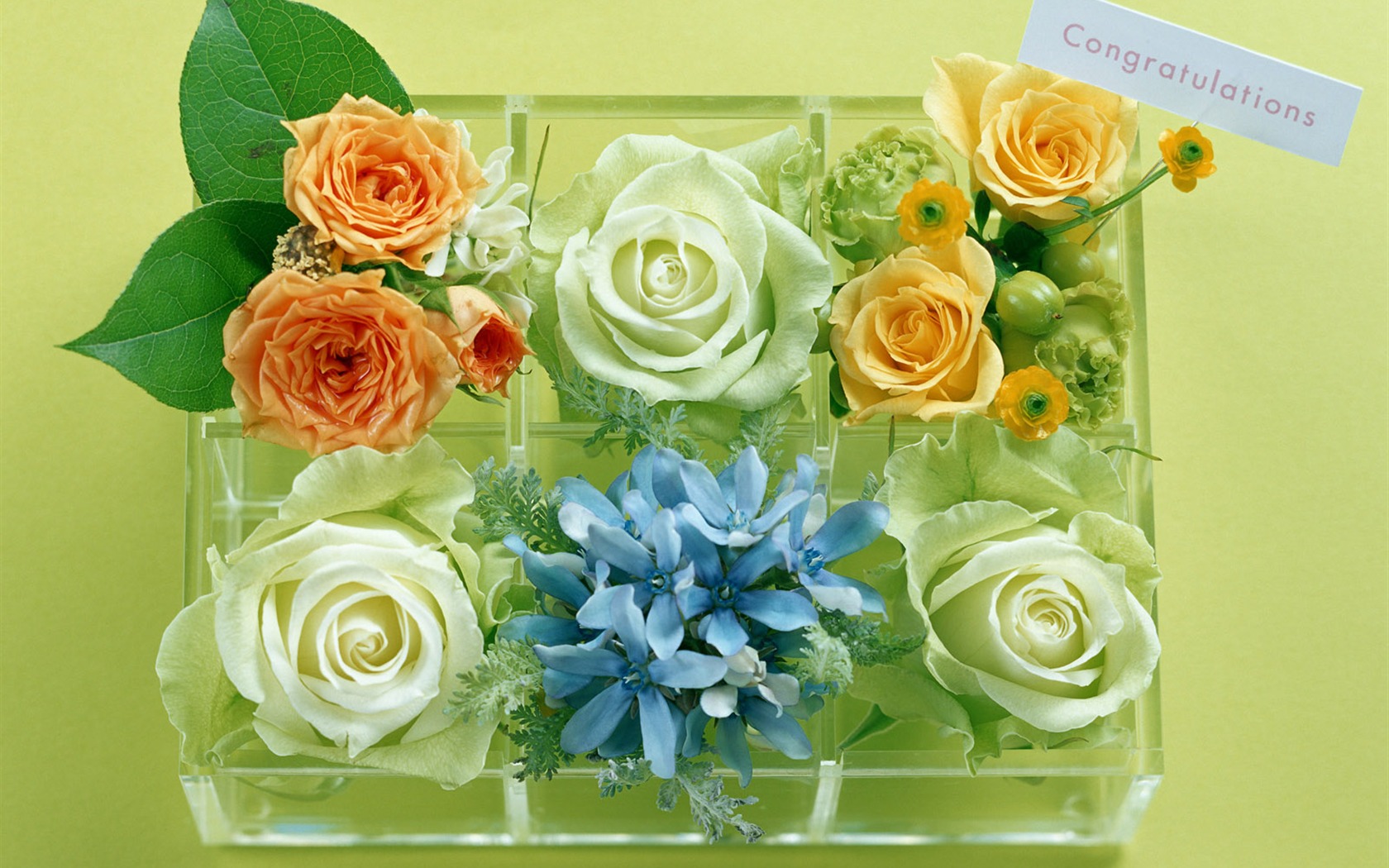 Flowers and gifts wallpaper (1) #8 - 1680x1050