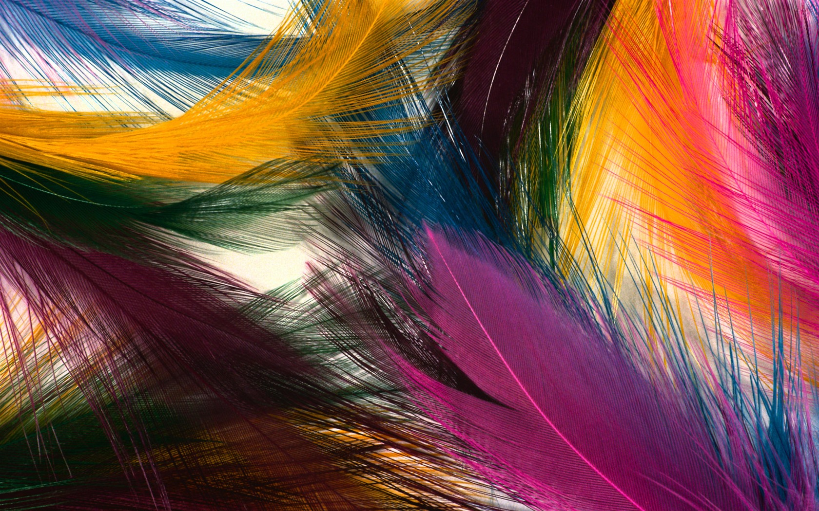 barevné peří křídla close-up tapety (1) #1 - 1680x1050