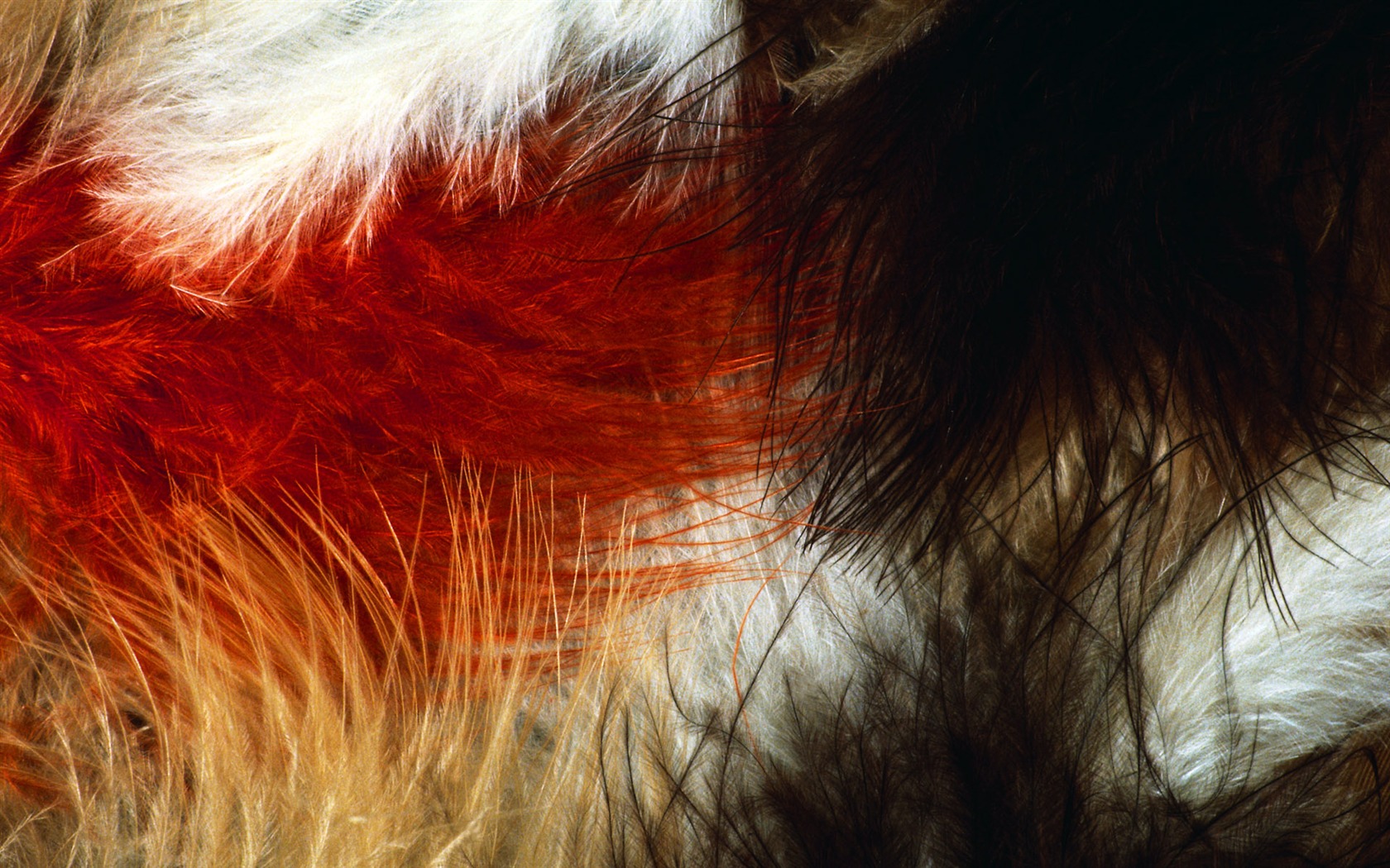 Colorful feather wings close-up wallpaper (1) #2 - 1680x1050