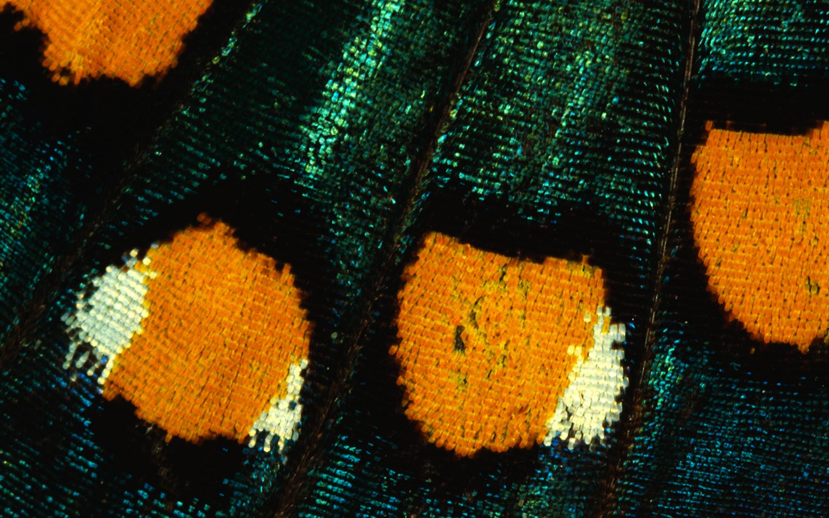 Colorful feather wings close-up wallpaper (1) #6 - 1680x1050