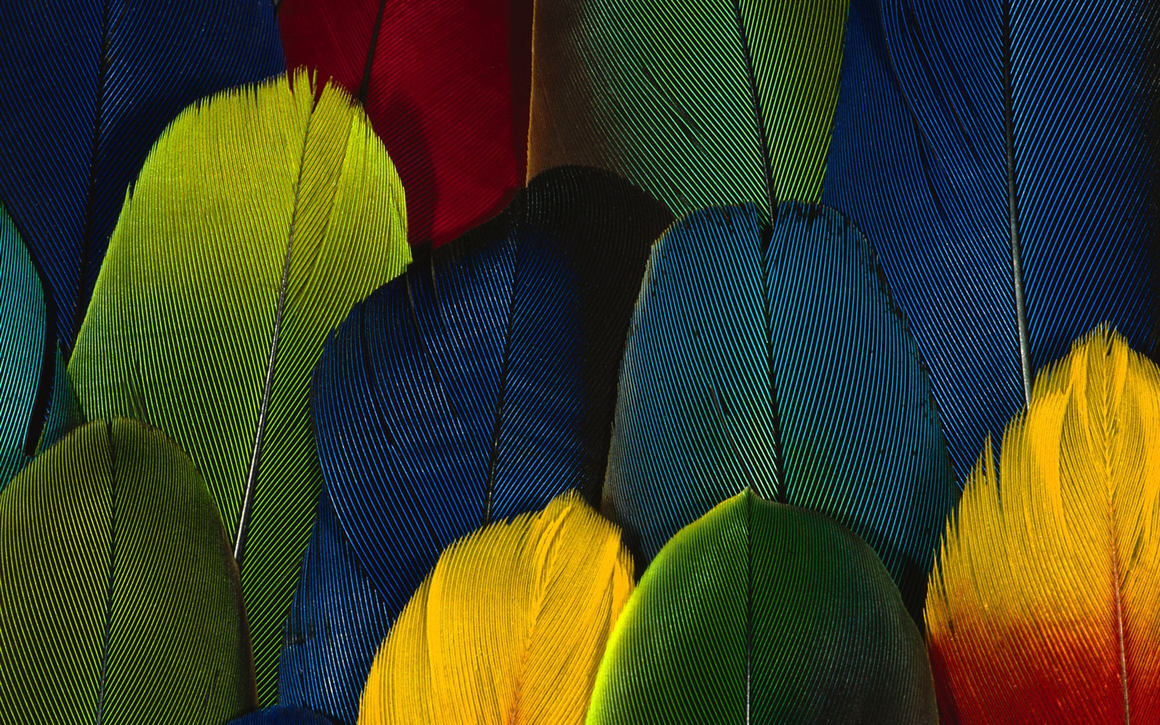 barevné peří křídla close-up tapety (1) #20 - 1680x1050