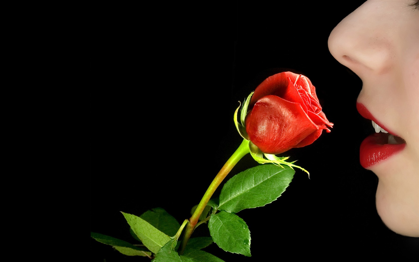Velké Rose Foto tapety (2) #8 - 1680x1050