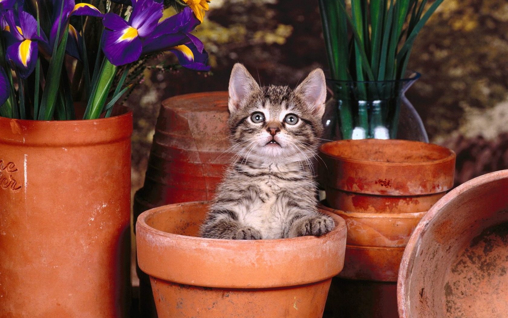 1600 Cat Foto tapety (3) #10 - 1680x1050