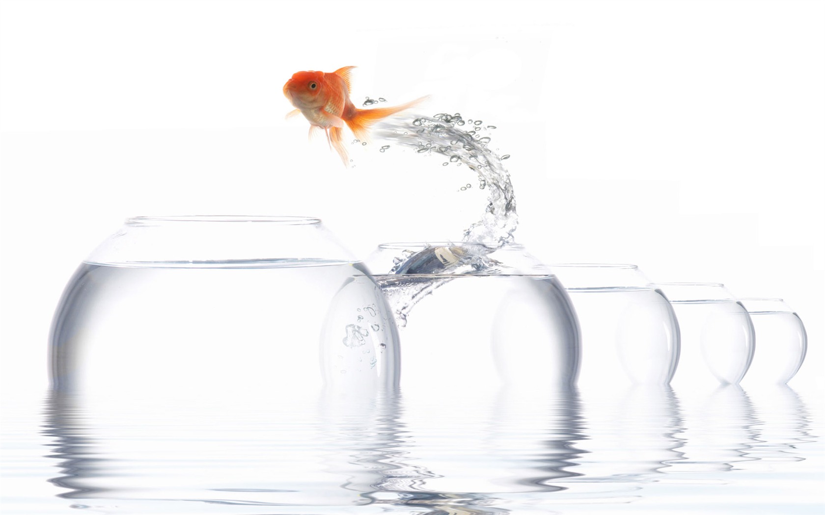 Jumping goldfish wallpaper #5 - 1680x1050