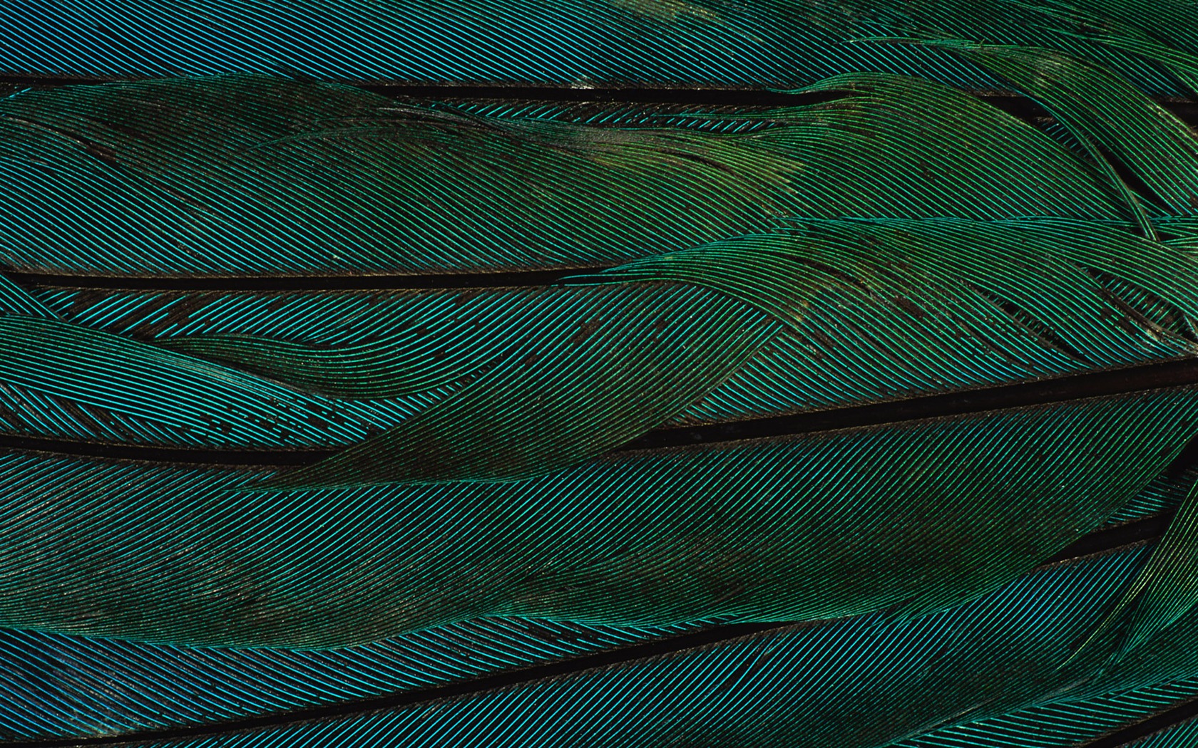 ailes de plumes colorées wallpaper close-up (2) #10 - 1680x1050