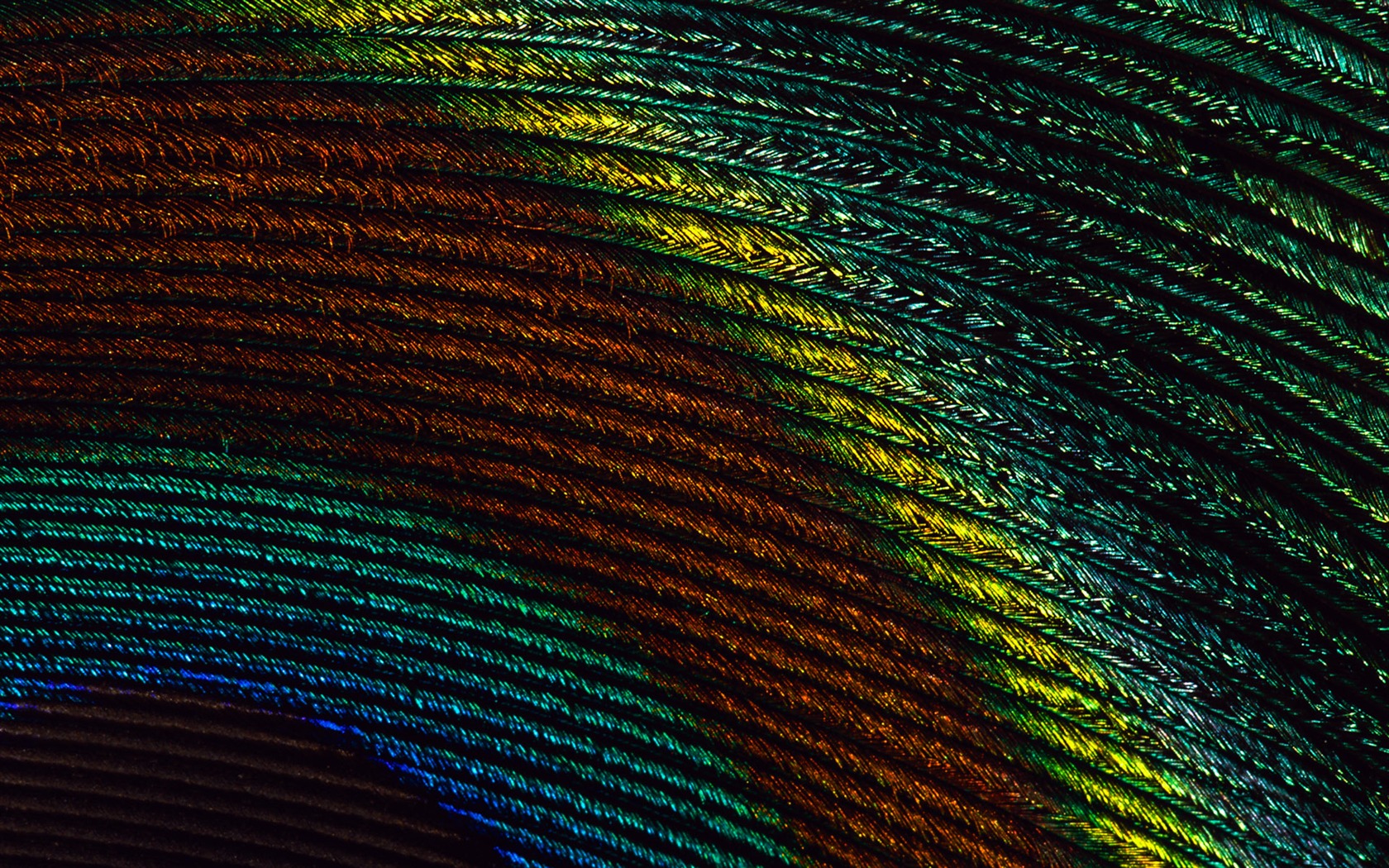 Colorful feather wings close-up wallpaper (2) #13 - 1680x1050