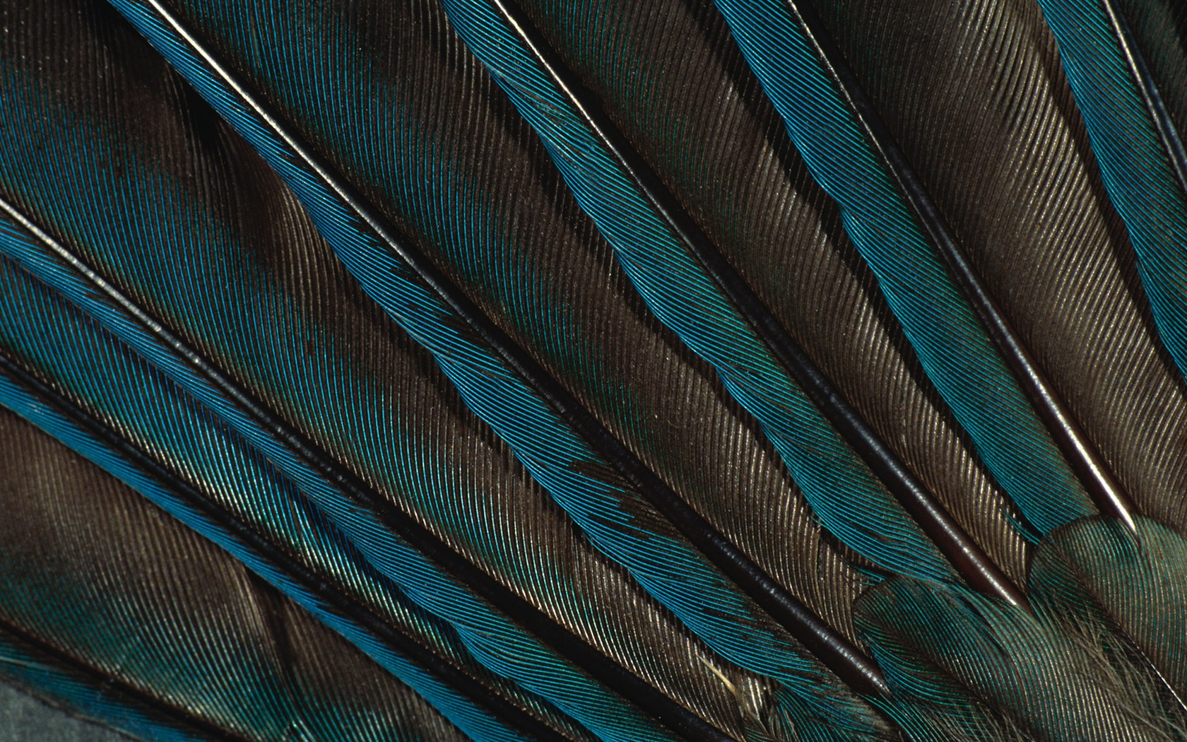 Colorful feather wings close-up wallpaper (2) #14 - 1680x1050