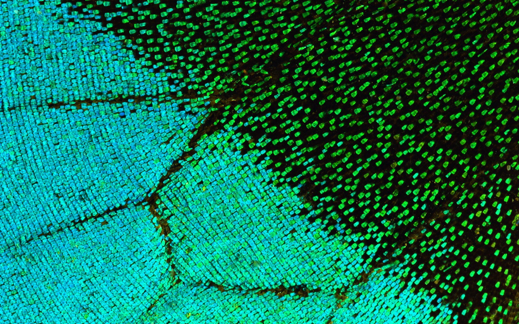 ailes de plumes colorées wallpaper close-up (2) #16 - 1680x1050
