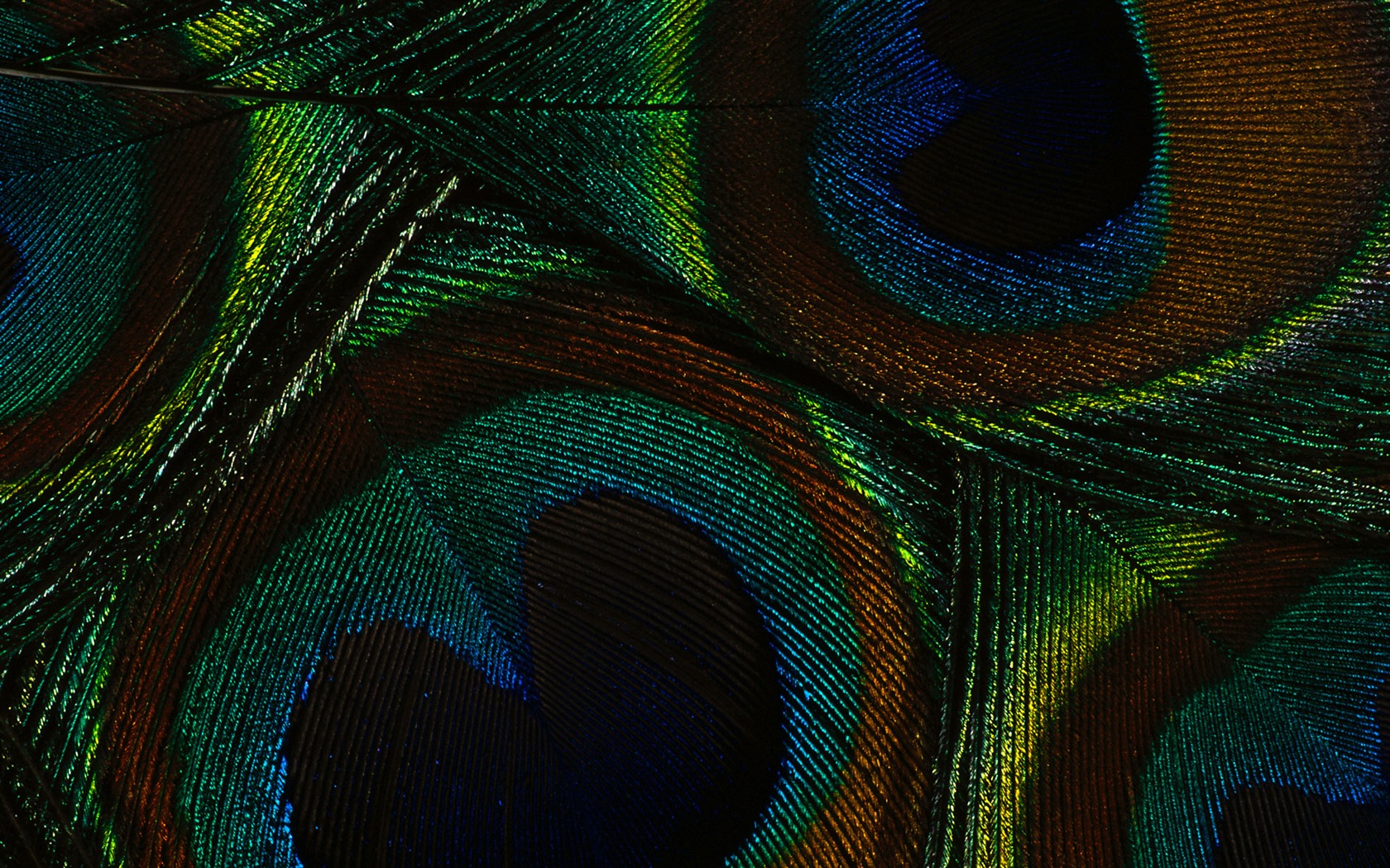 ailes de plumes colorées wallpaper close-up (2) #19 - 1680x1050