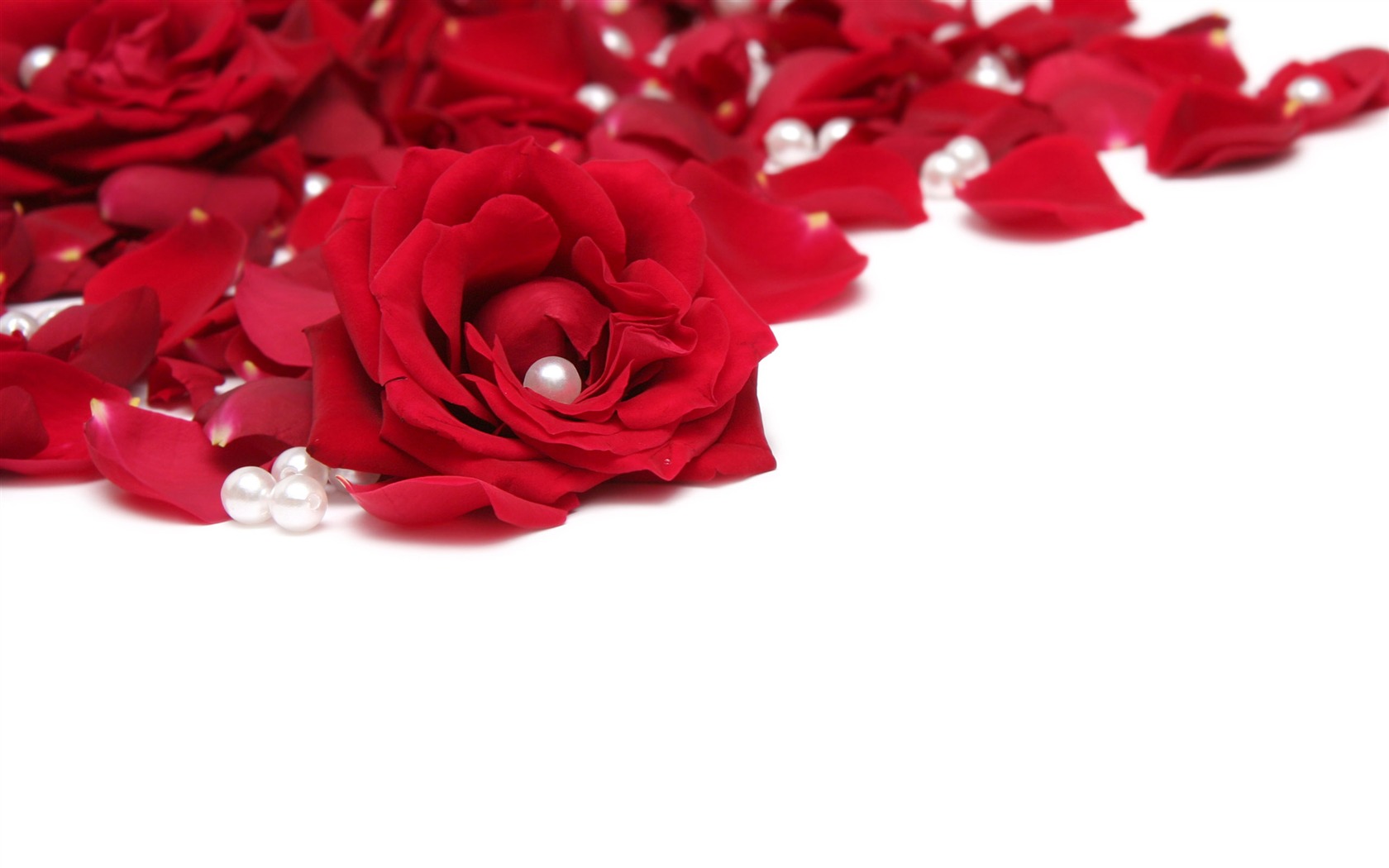 Velké Rose Foto tapety (3) #10 - 1680x1050