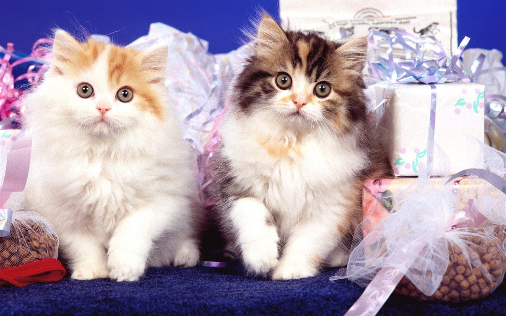 1600 Cat Foto tapety (4) #10 - 1680x1050
