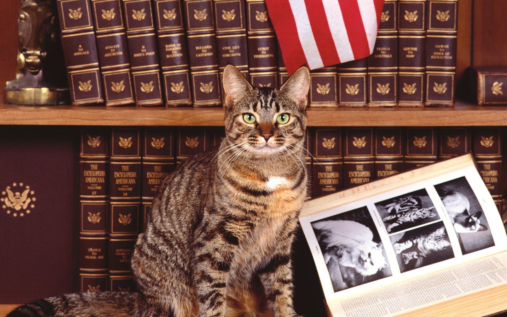 1600 Cat Foto tapety (4) #11 - 1680x1050