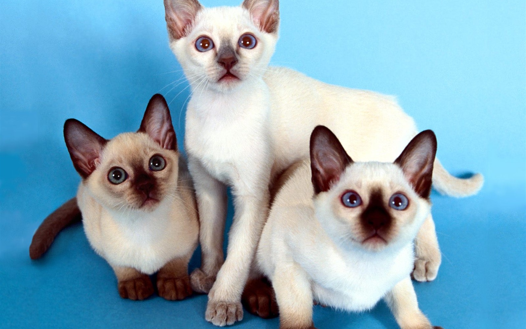 1600 Cat Foto tapety (5) #4 - 1680x1050