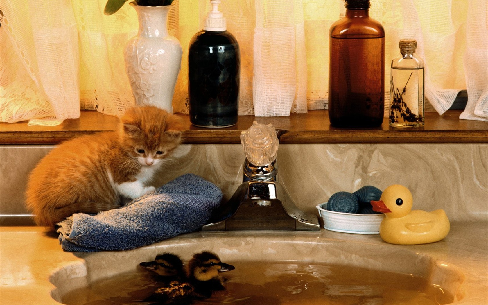 1600 Cat Foto tapety (5) #5 - 1680x1050