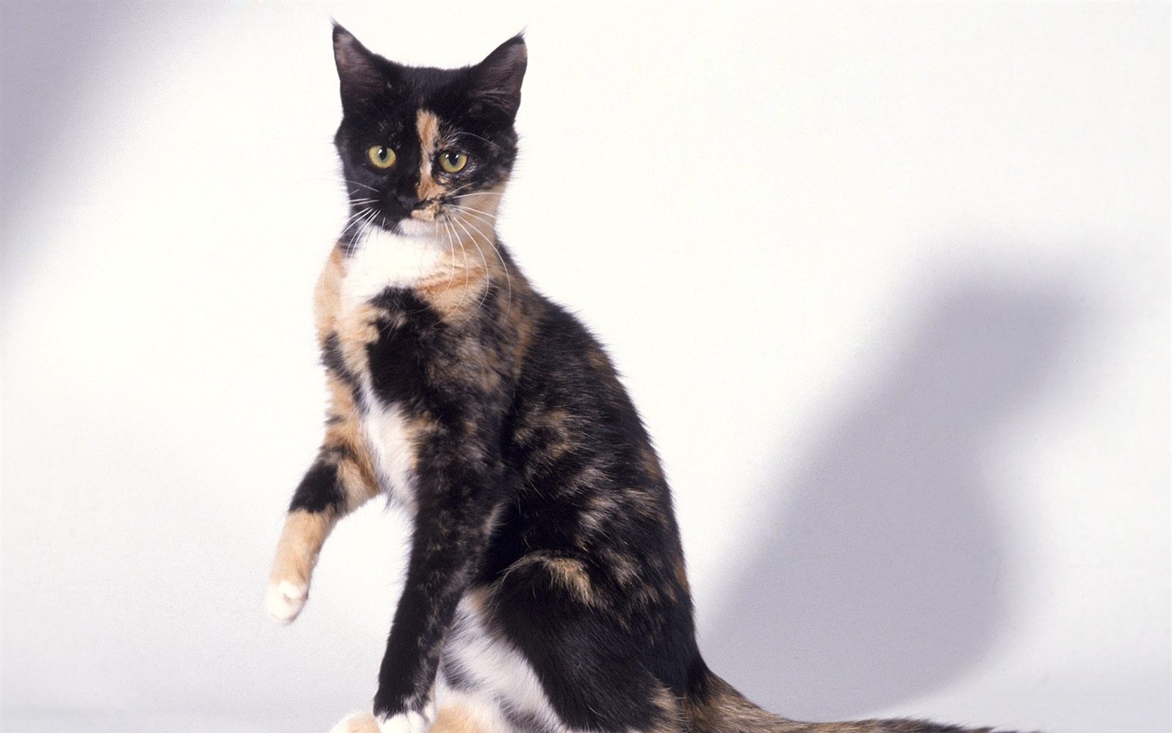 1600 Cat Photo Wallpaper (5) #18 - 1680x1050