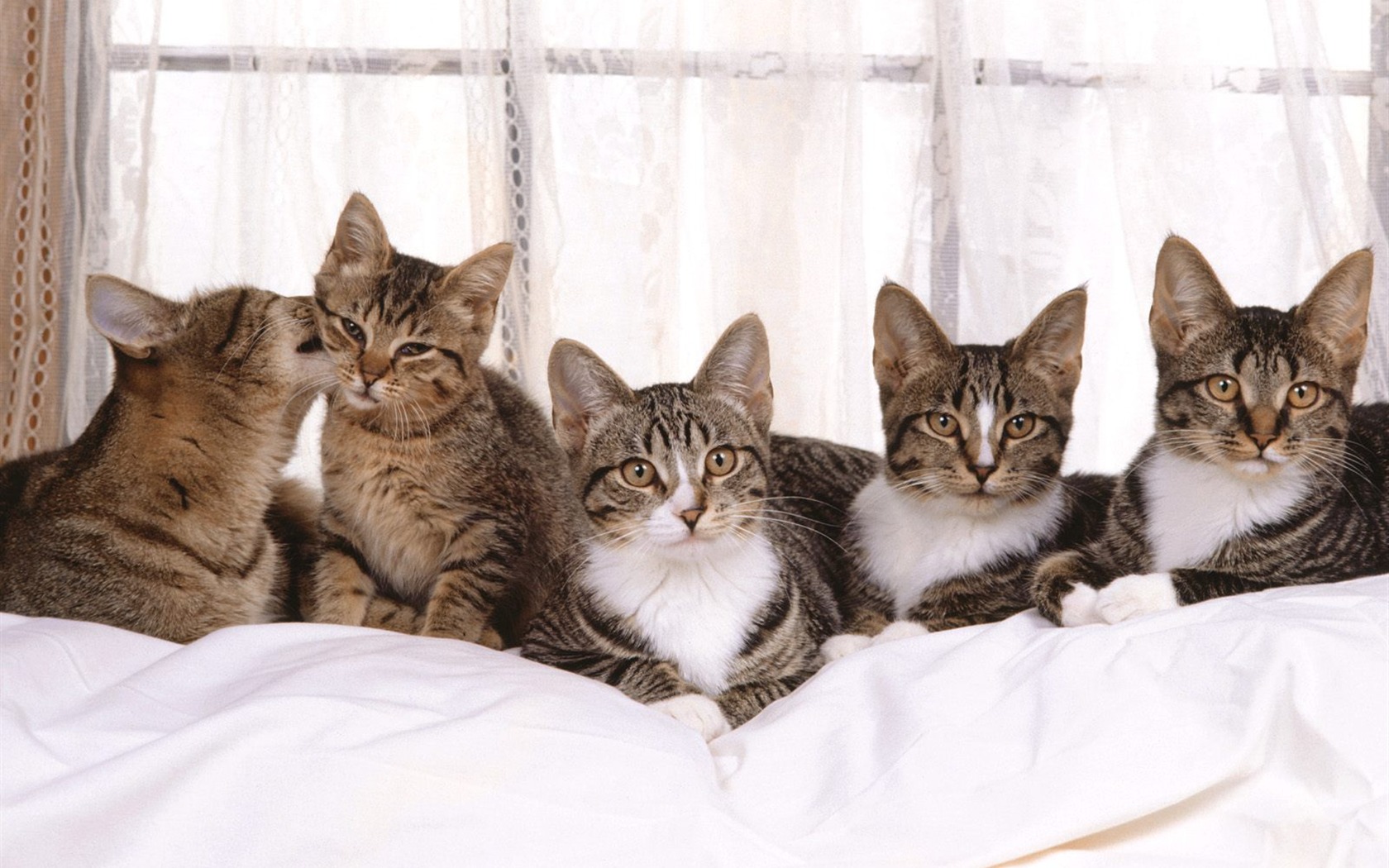 1600 Cat Foto tapety (5) #20 - 1680x1050