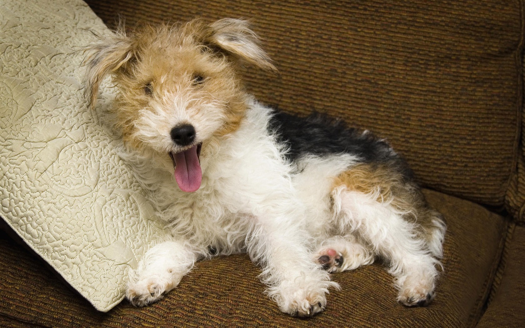 Puppy Foto HD Tapety na plochu (7) #4 - 1680x1050