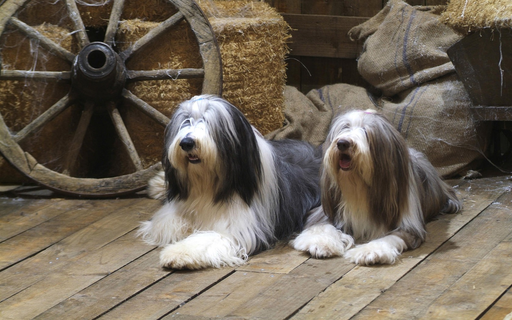 Puppy Foto HD Tapety na plochu (7) #13 - 1680x1050