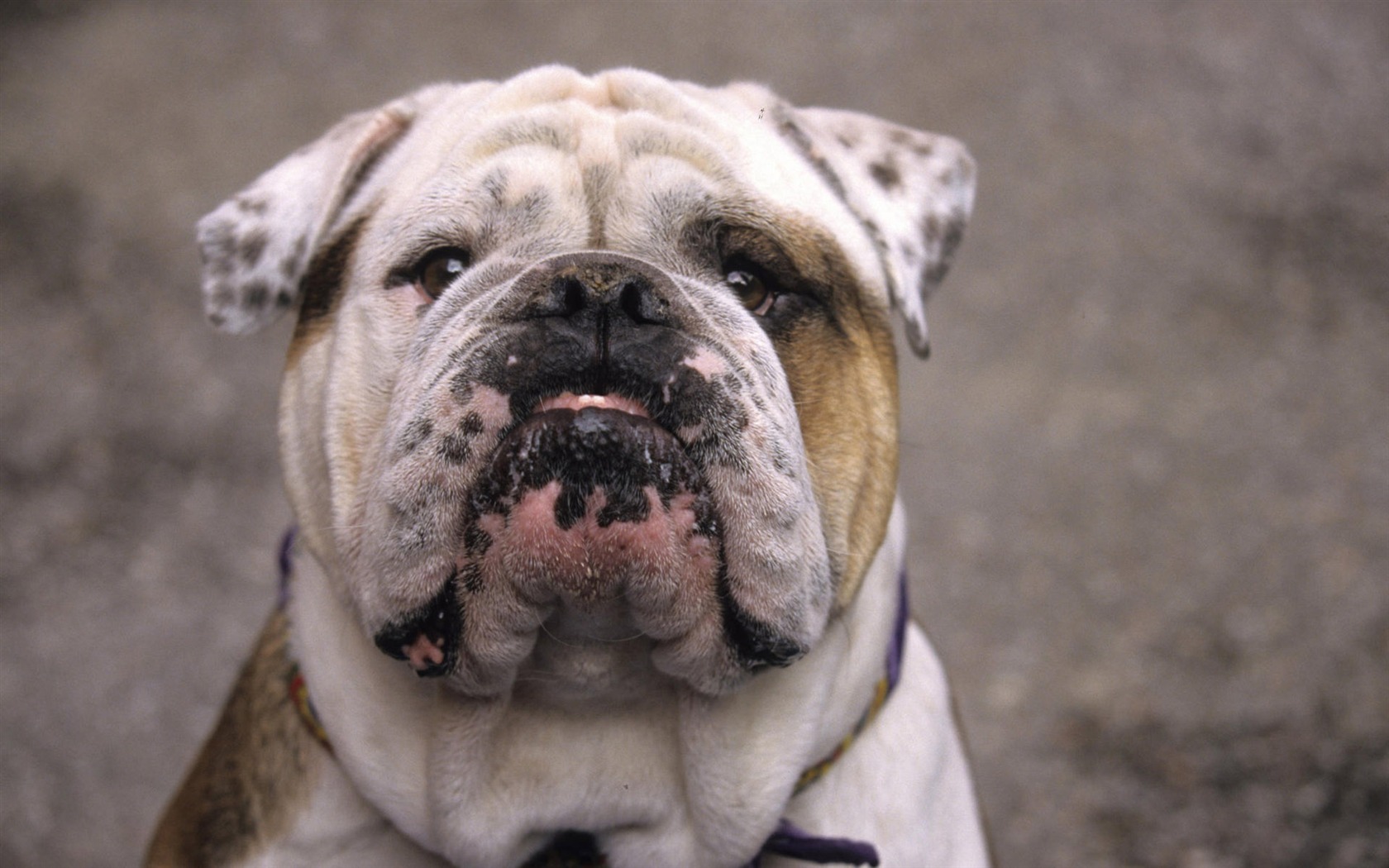 Puppy Photo HD wallpapers (7) #15 - 1680x1050