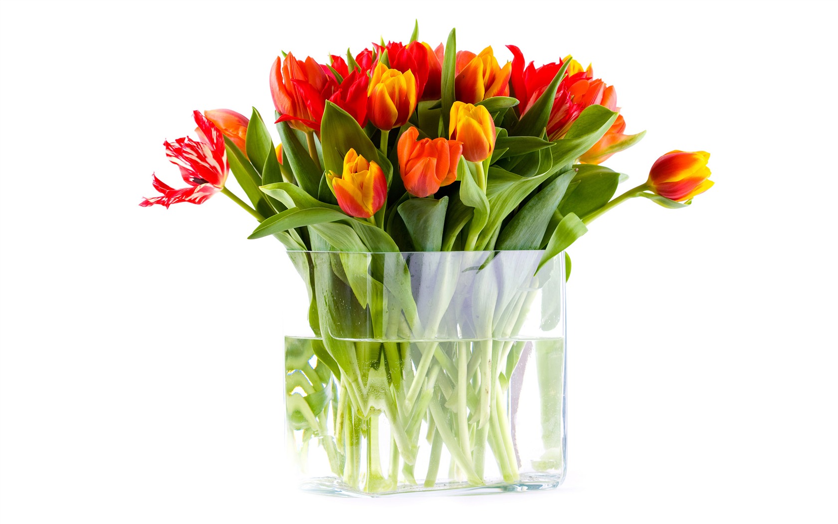Velký tulipán tapety (1) #3 - 1680x1050