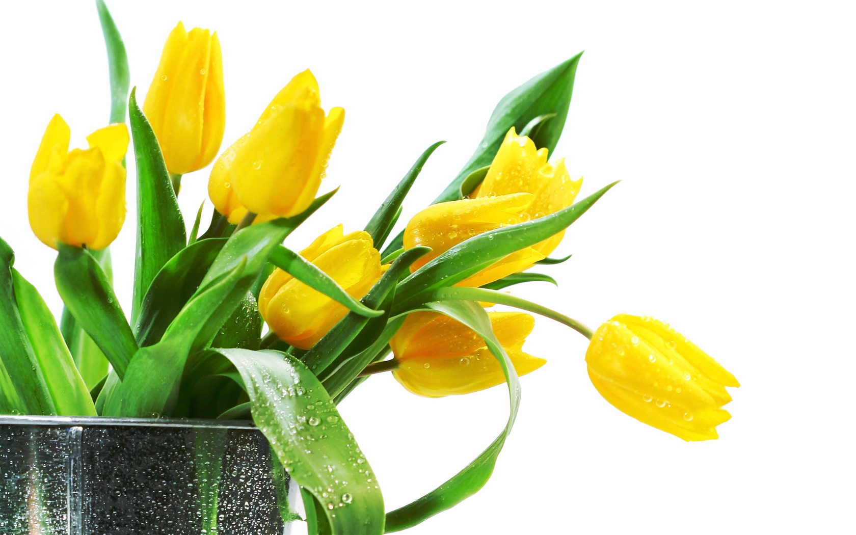 Velký tulipán tapety (1) #9 - 1680x1050