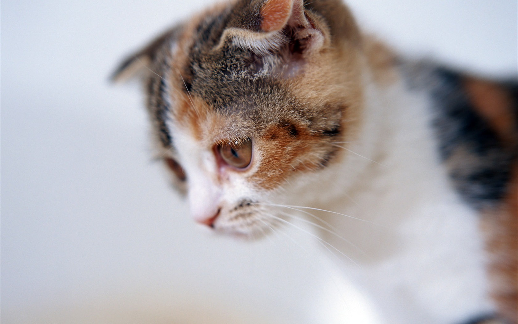 1600 Cat Foto tapety (6) #1 - 1680x1050