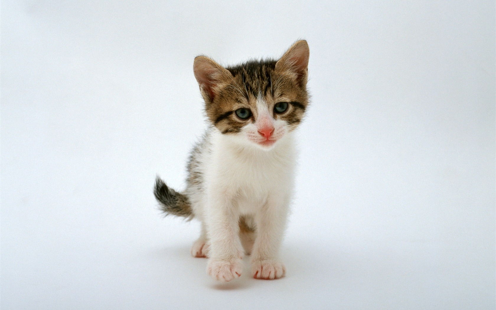 1600 Cat Foto tapety (6) #2 - 1680x1050