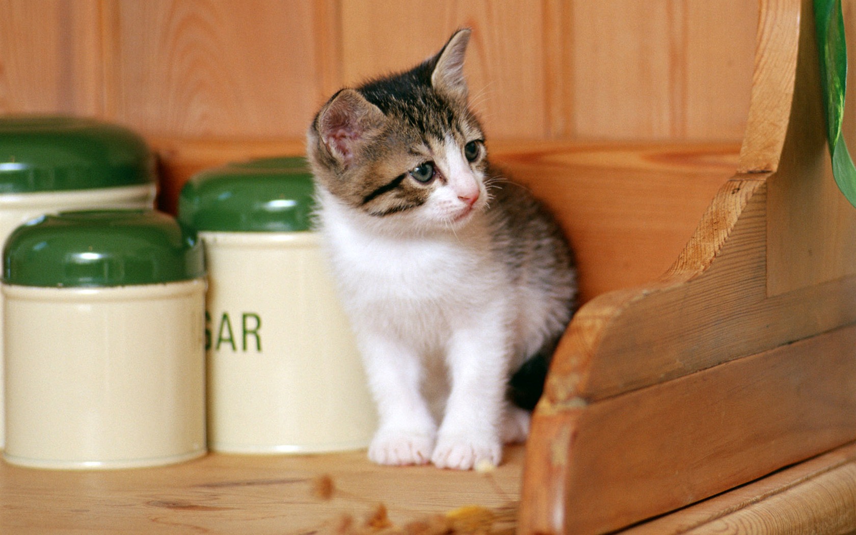 1600 Cat Foto tapety (6) #7 - 1680x1050