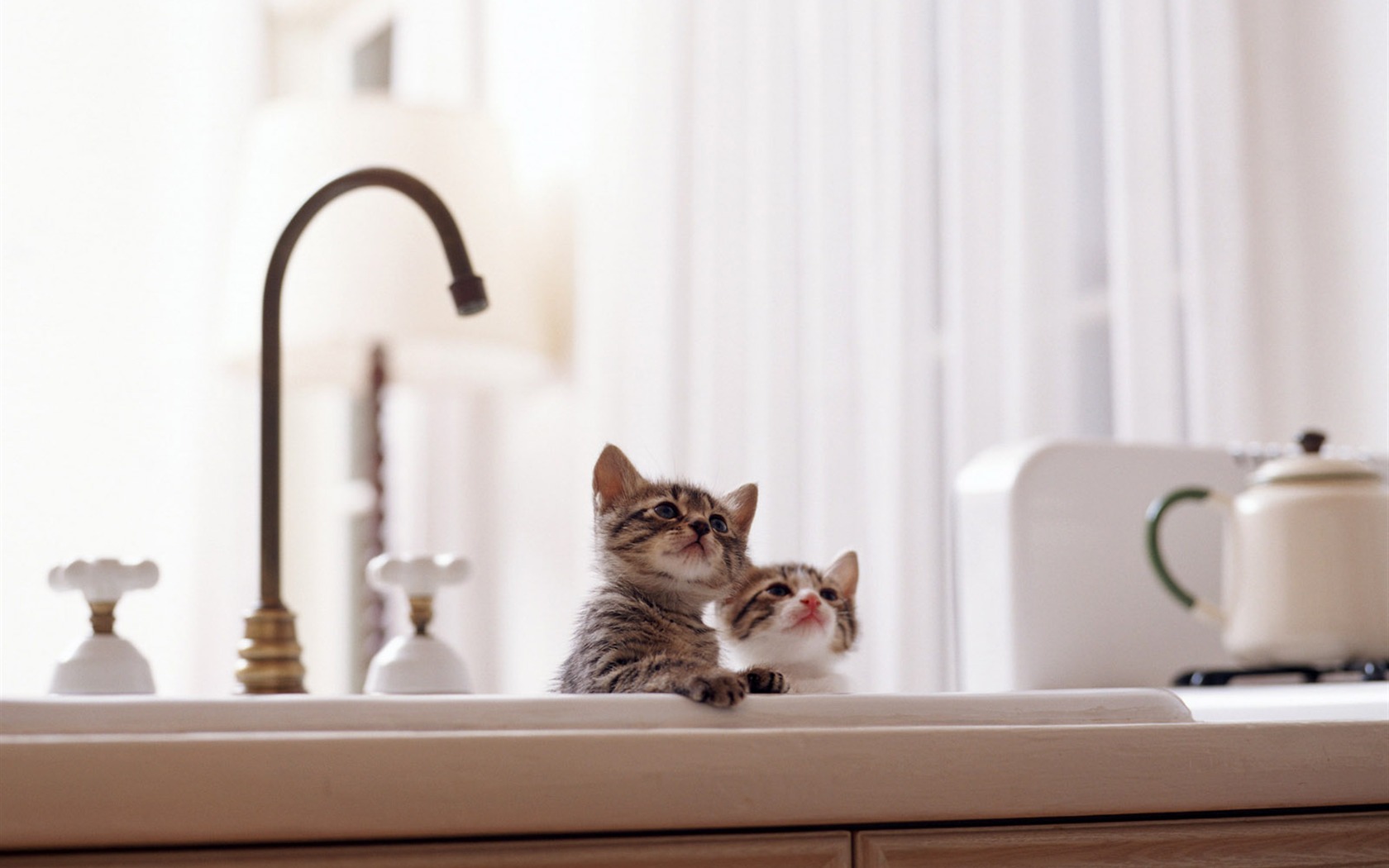1600 Cat Foto tapety (6) #11 - 1680x1050