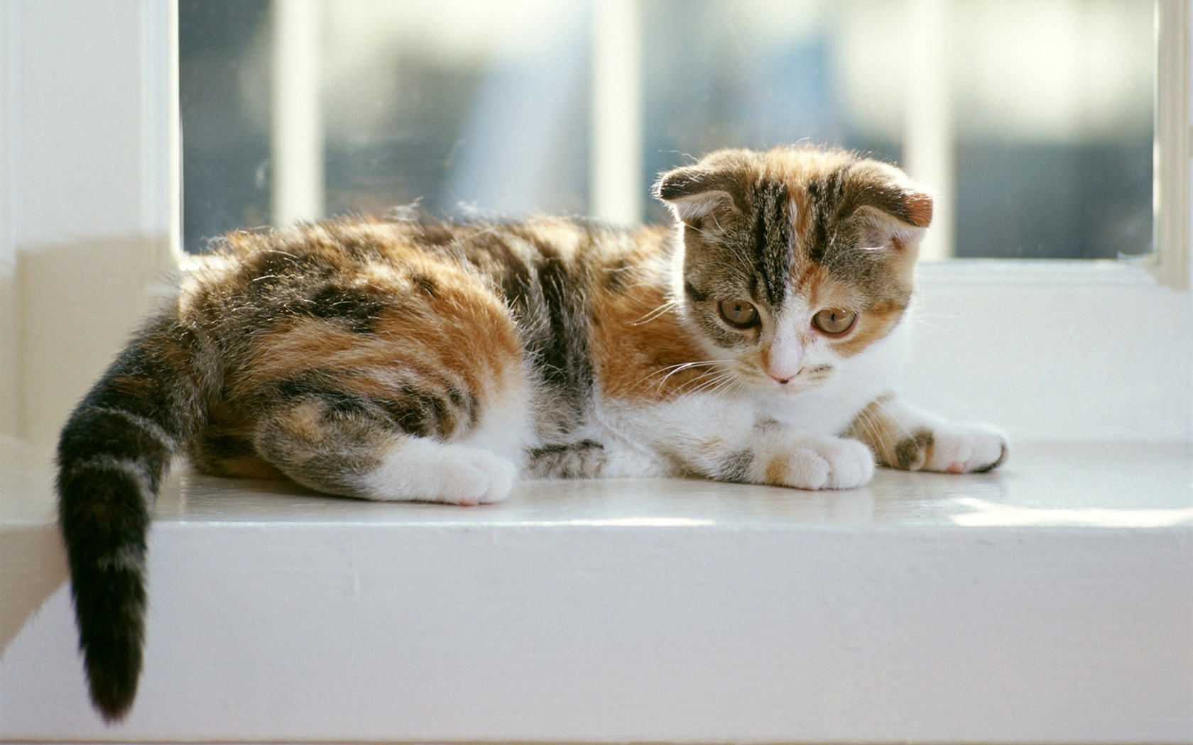 1600 Cat Foto tapety (6) #20 - 1680x1050