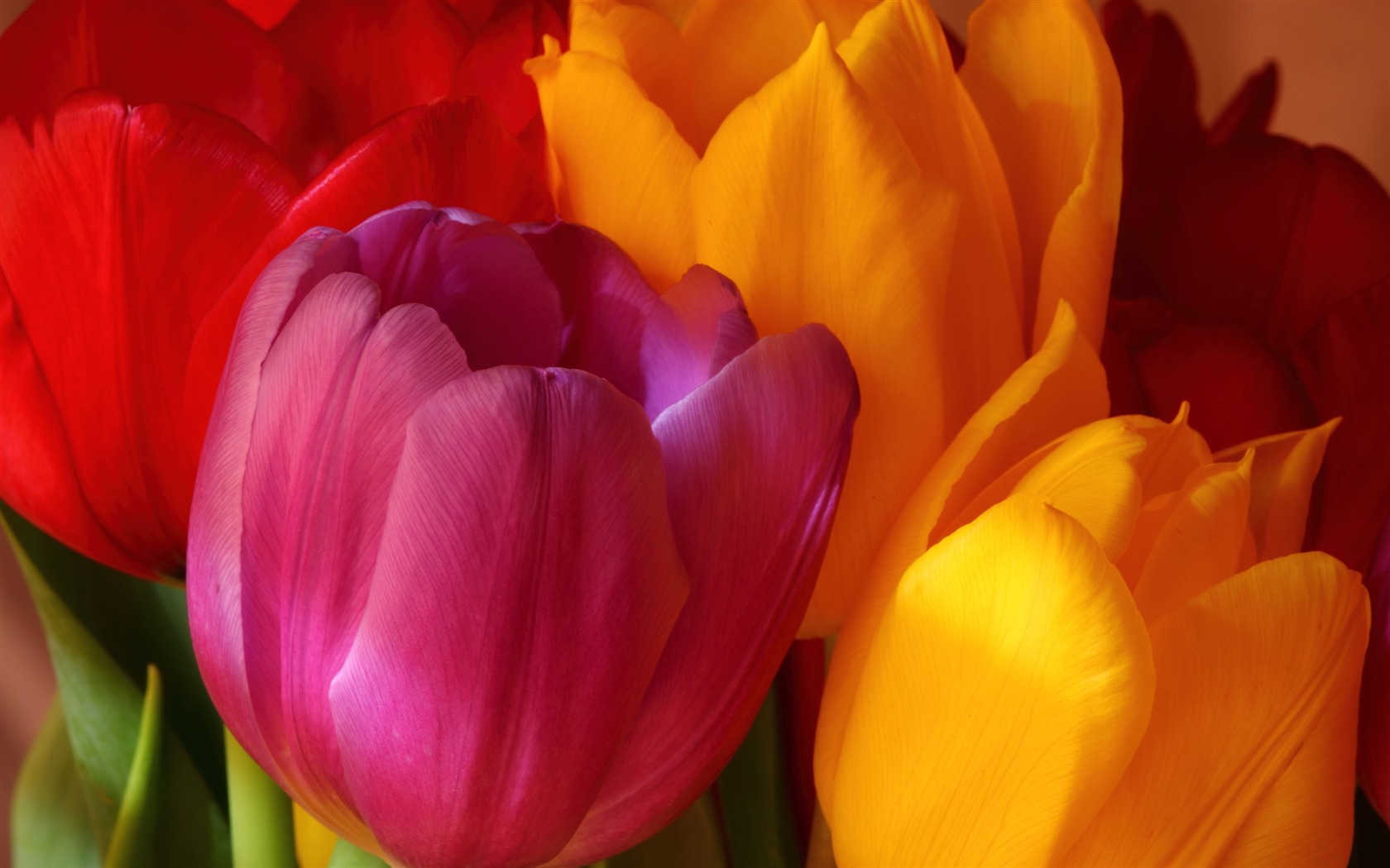 Velký tulipán tapetu (2) #1 - 1680x1050