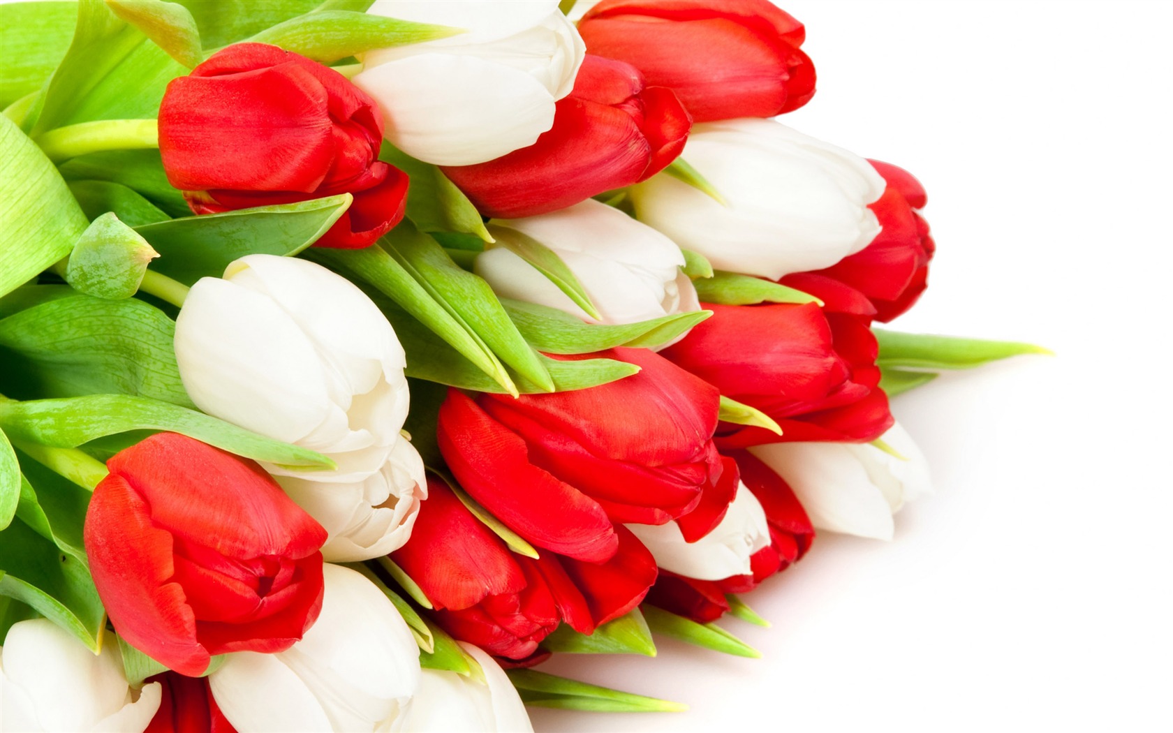 Velký tulipán tapetu (2) #8 - 1680x1050