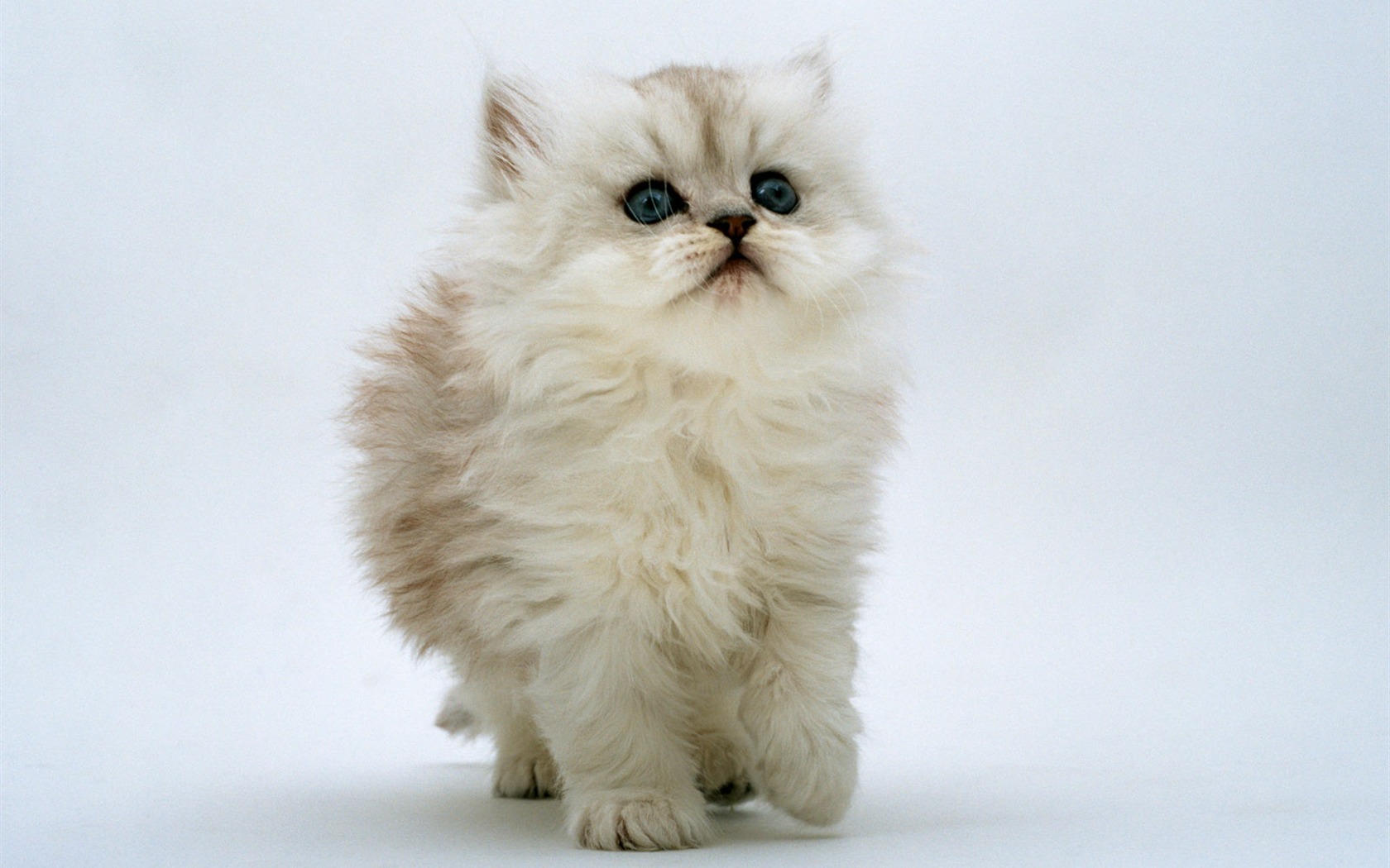1600 Cat Foto Tapety (7) #3 - 1680x1050