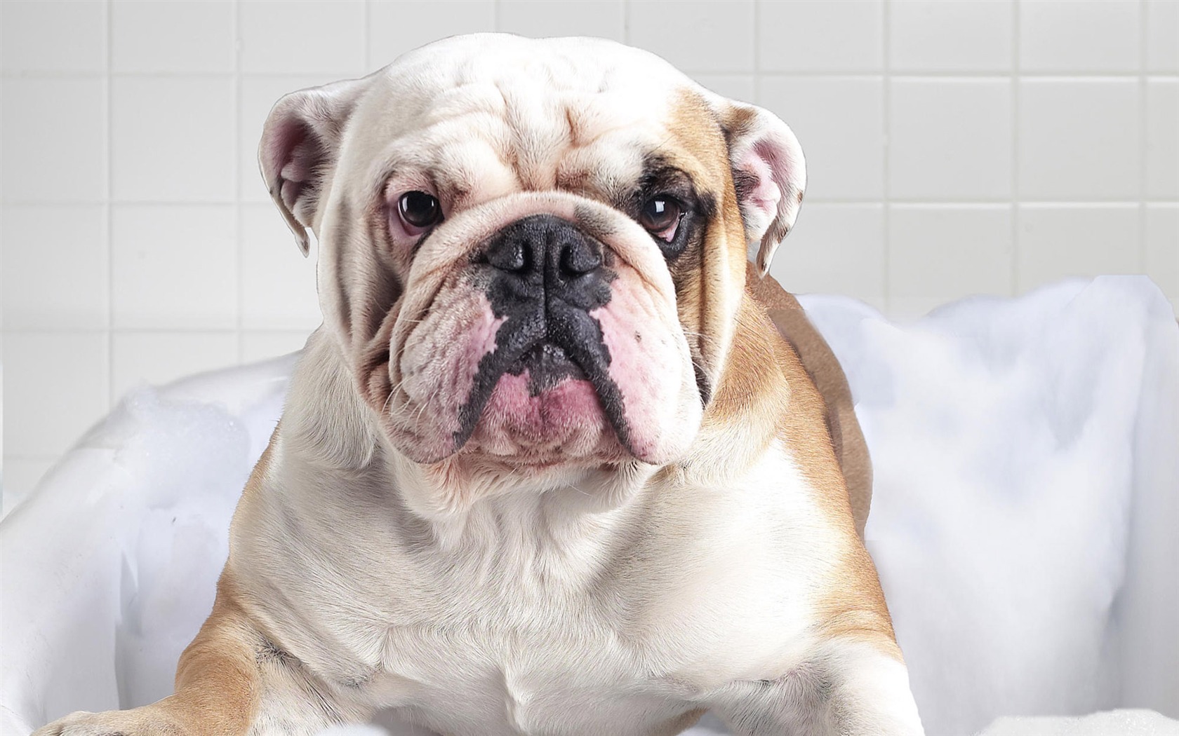 Puppy Foto HD Tapety na plochu (8) #11 - 1680x1050