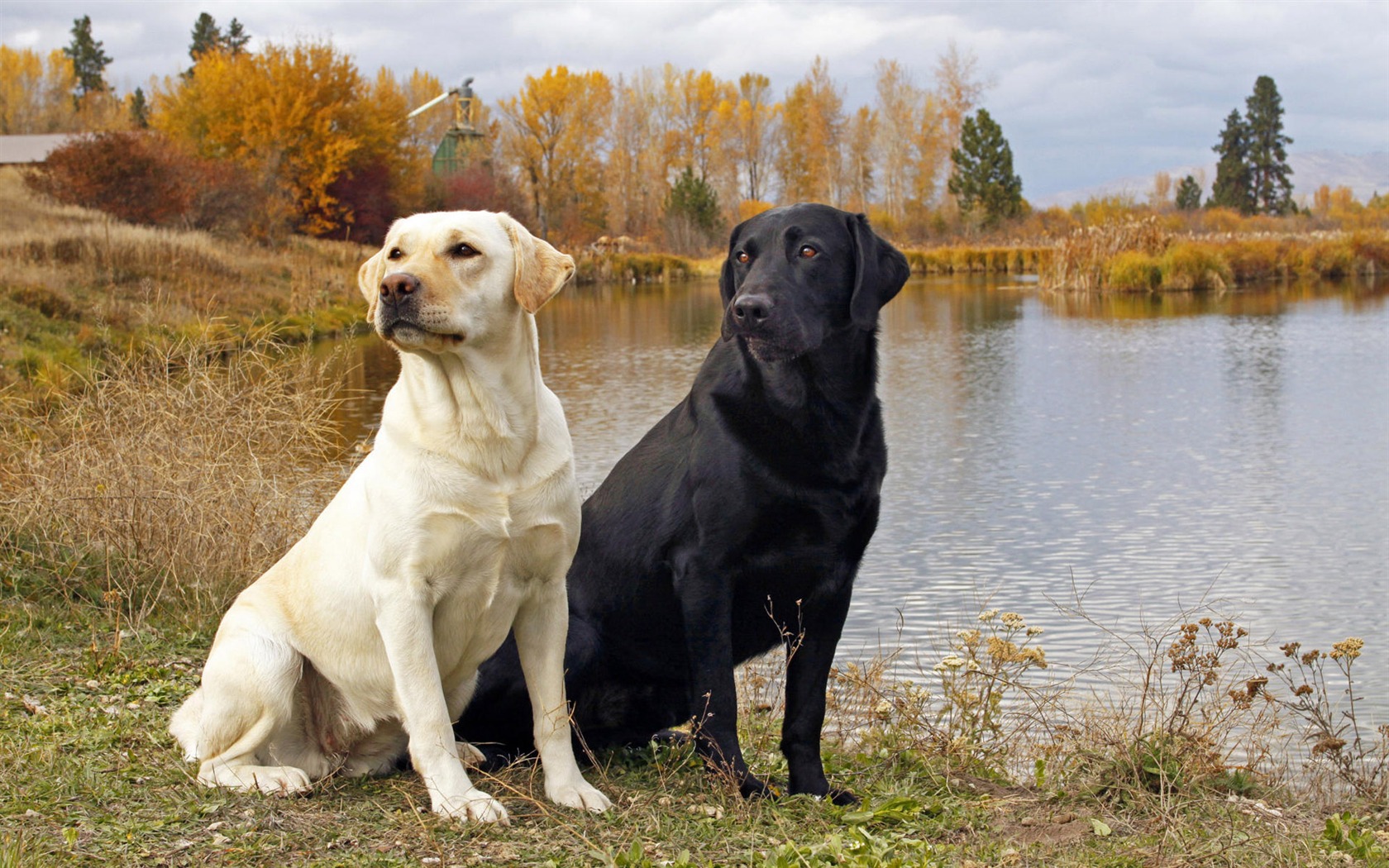 Puppy Foto HD Tapety na plochu (8) #20 - 1680x1050