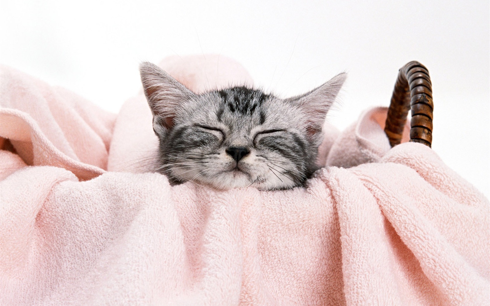 1600 Cat Foto Tapety (8) #4 - 1680x1050