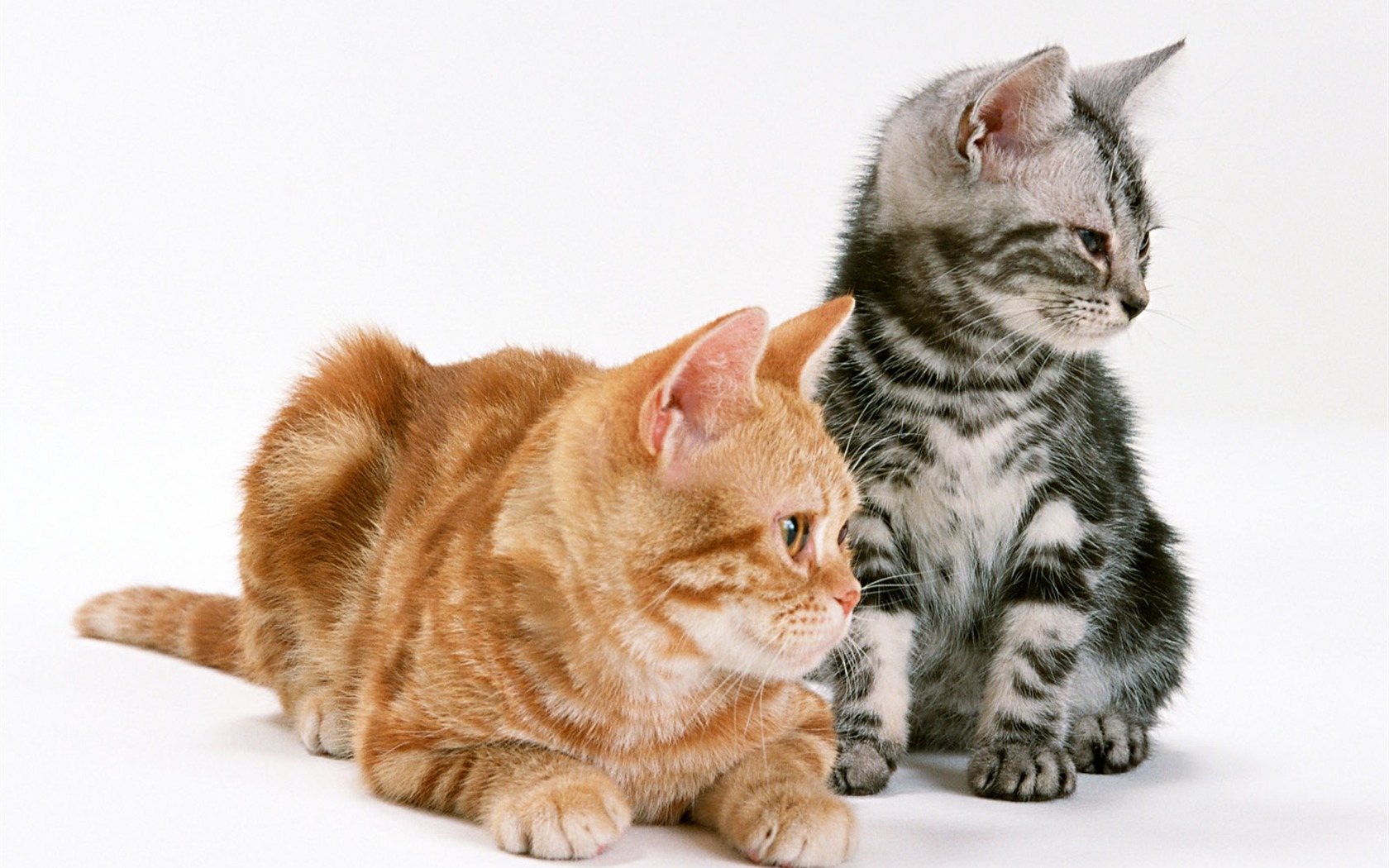 1600 Cat Foto Tapety (8) #7 - 1680x1050