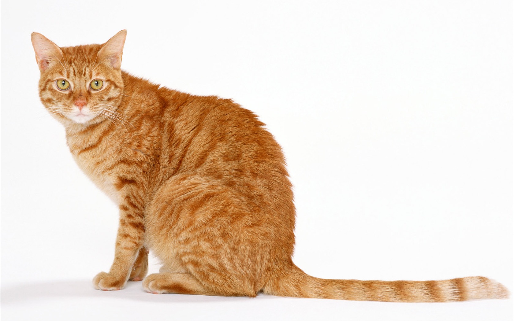 1600猫咪写真 壁纸(八)14 - 1680x1050