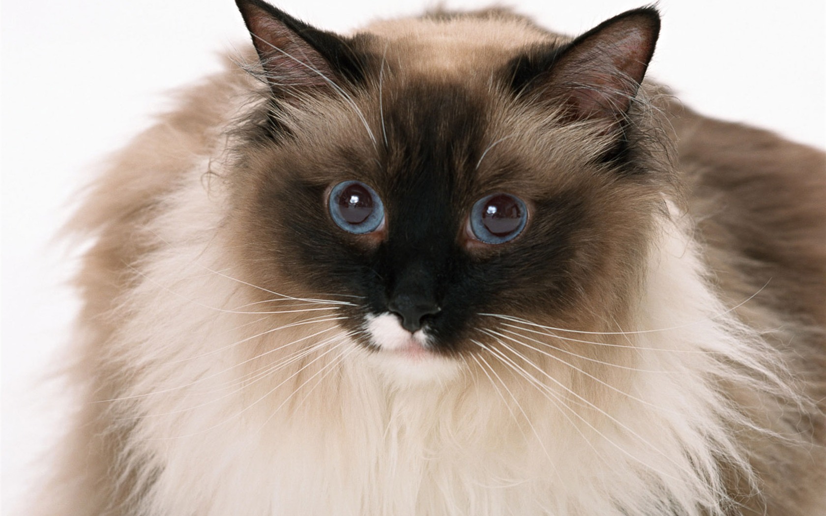 1600 Cat Foto Tapety (8) #15 - 1680x1050