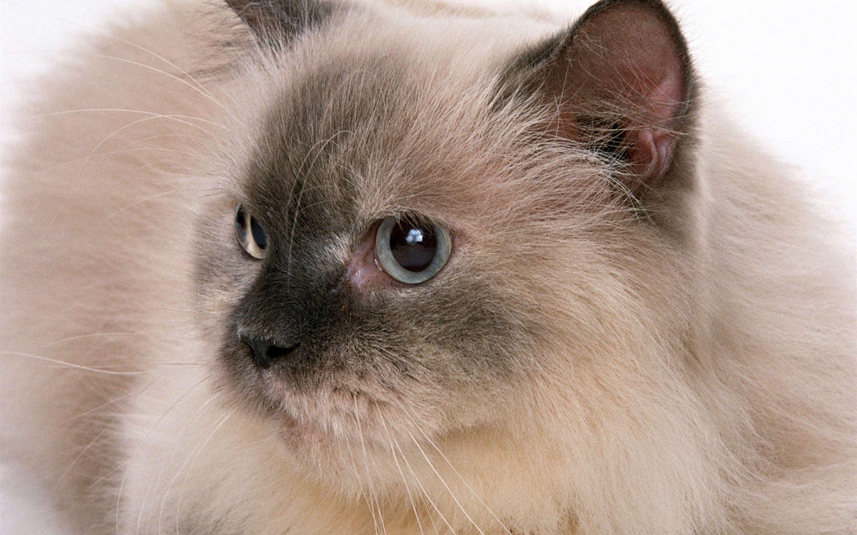 1600 Cat Foto Tapety (8) #16 - 1680x1050