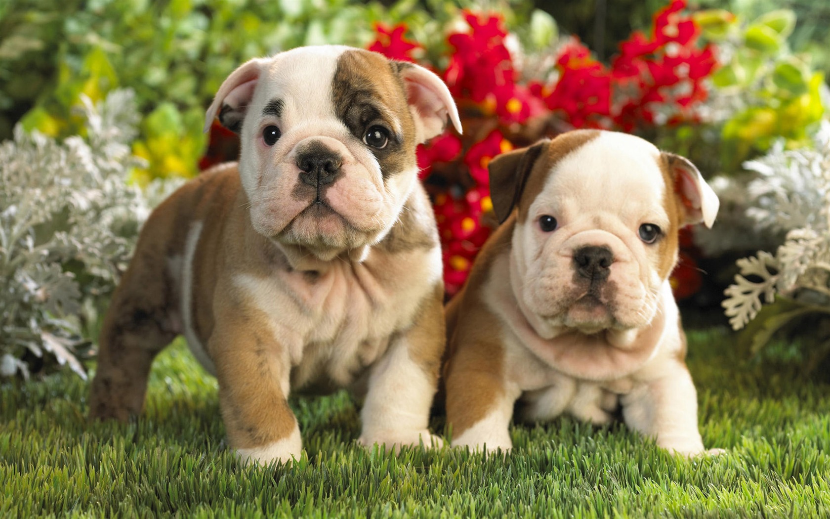 Puppy Photo HD wallpapers (9) #1 - 1680x1050