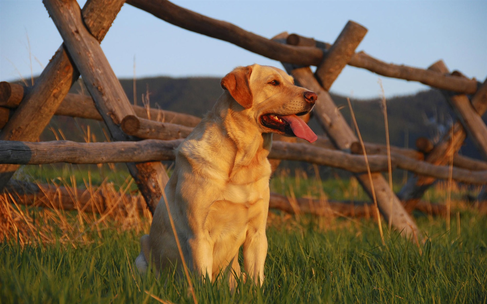 Puppy Foto HD Tapety na plochu (9) #7 - 1680x1050
