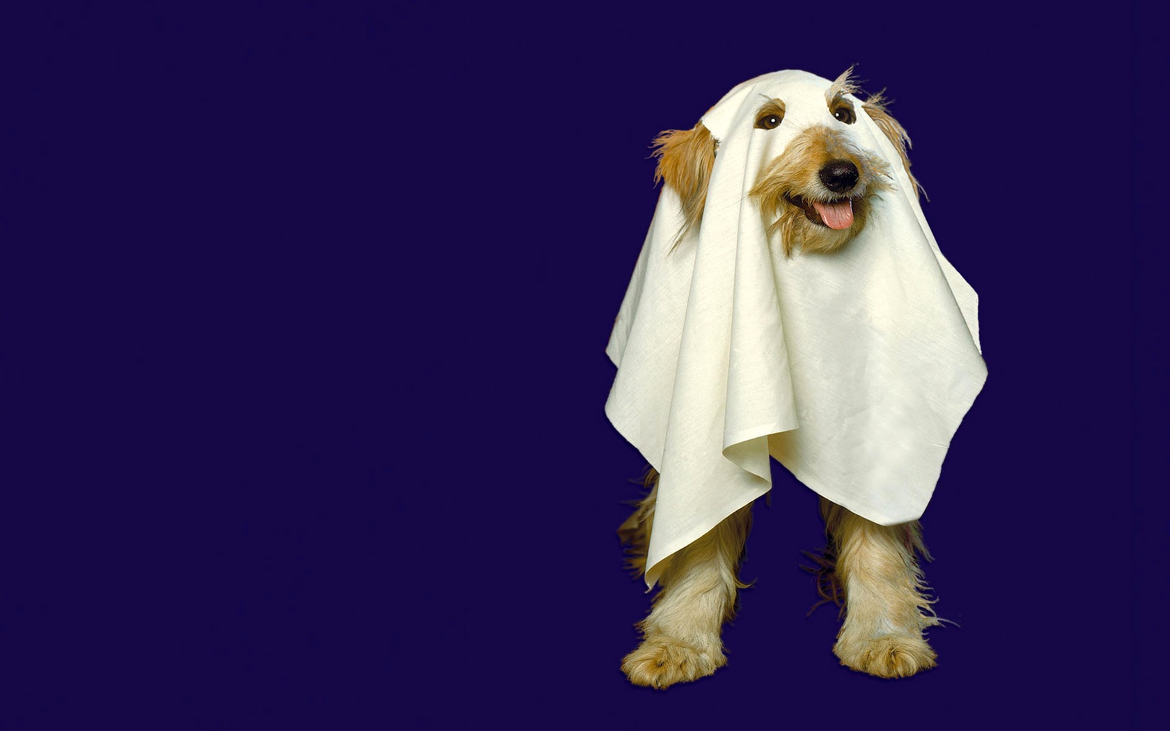 Puppy Foto HD Tapety na plochu (9) #8 - 1680x1050