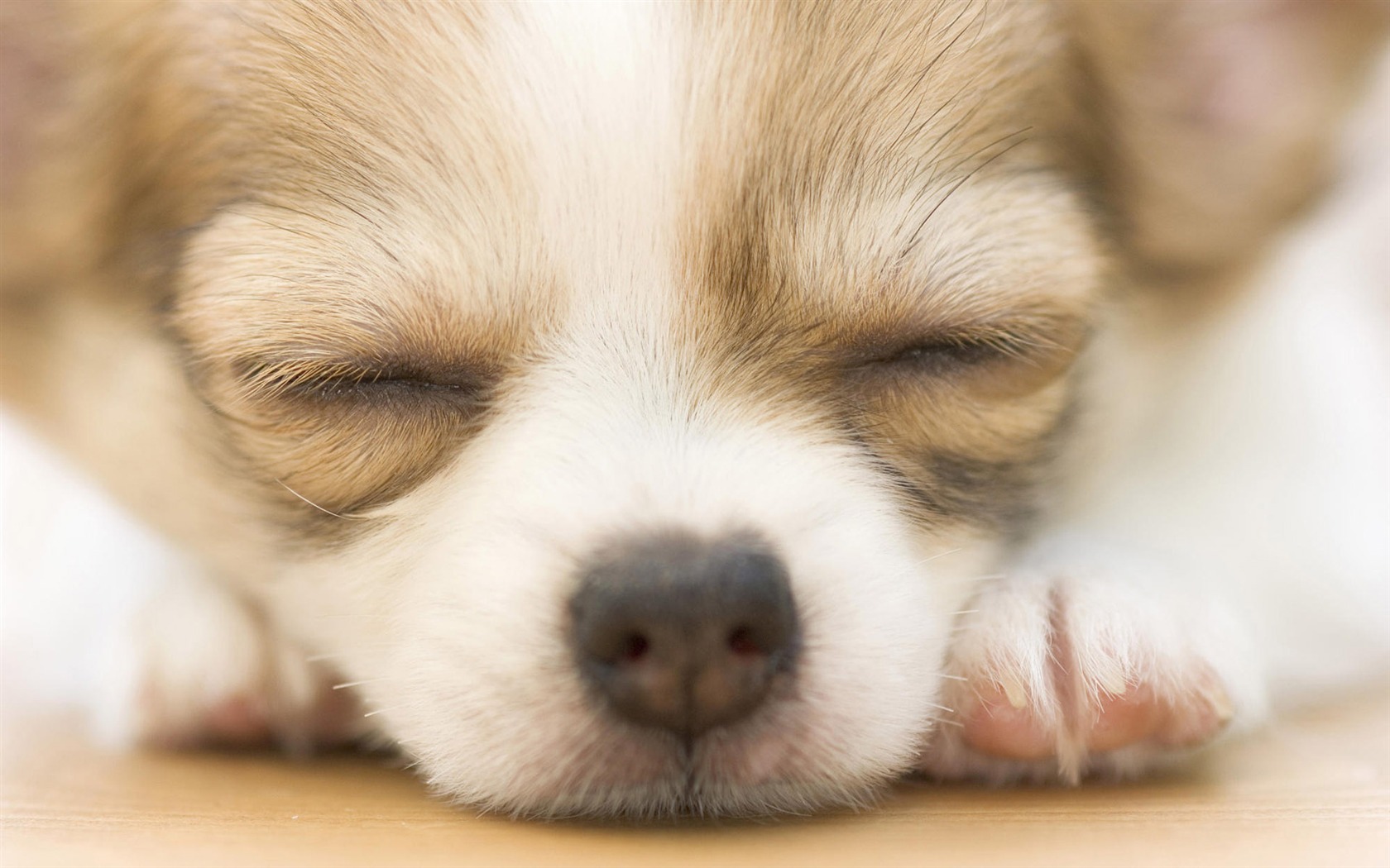 Puppy Foto HD Tapety na plochu (9) #9 - 1680x1050