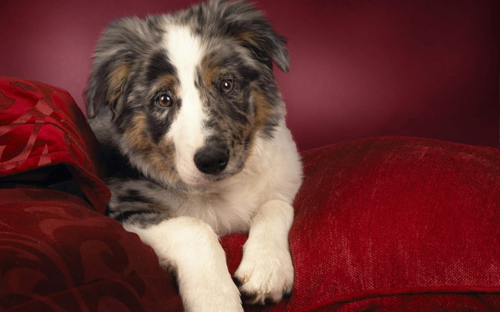 Puppy Foto HD Tapety na plochu (9) #10 - 1680x1050
