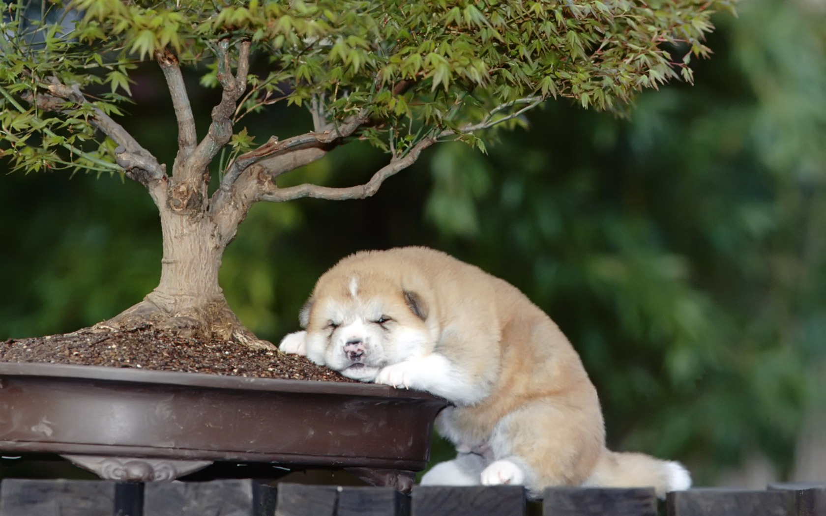 Puppy Foto HD Tapety na plochu (9) #11 - 1680x1050