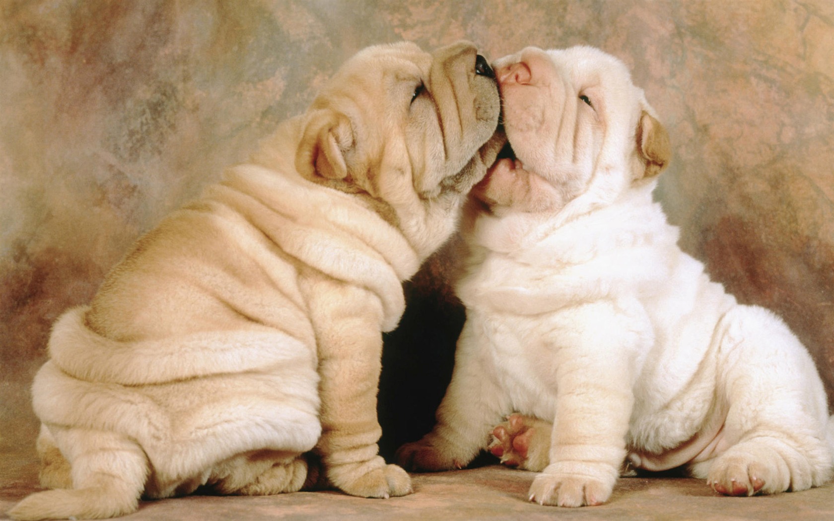 Puppy Foto HD Tapety na plochu (9) #13 - 1680x1050
