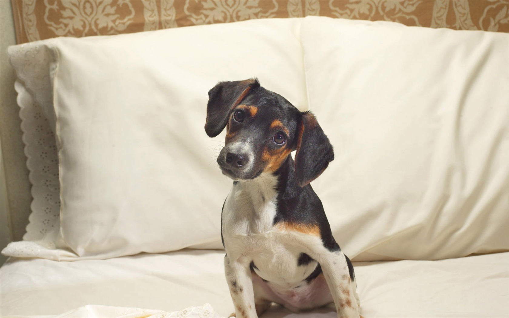 Puppy Foto HD Tapety na plochu (9) #15 - 1680x1050