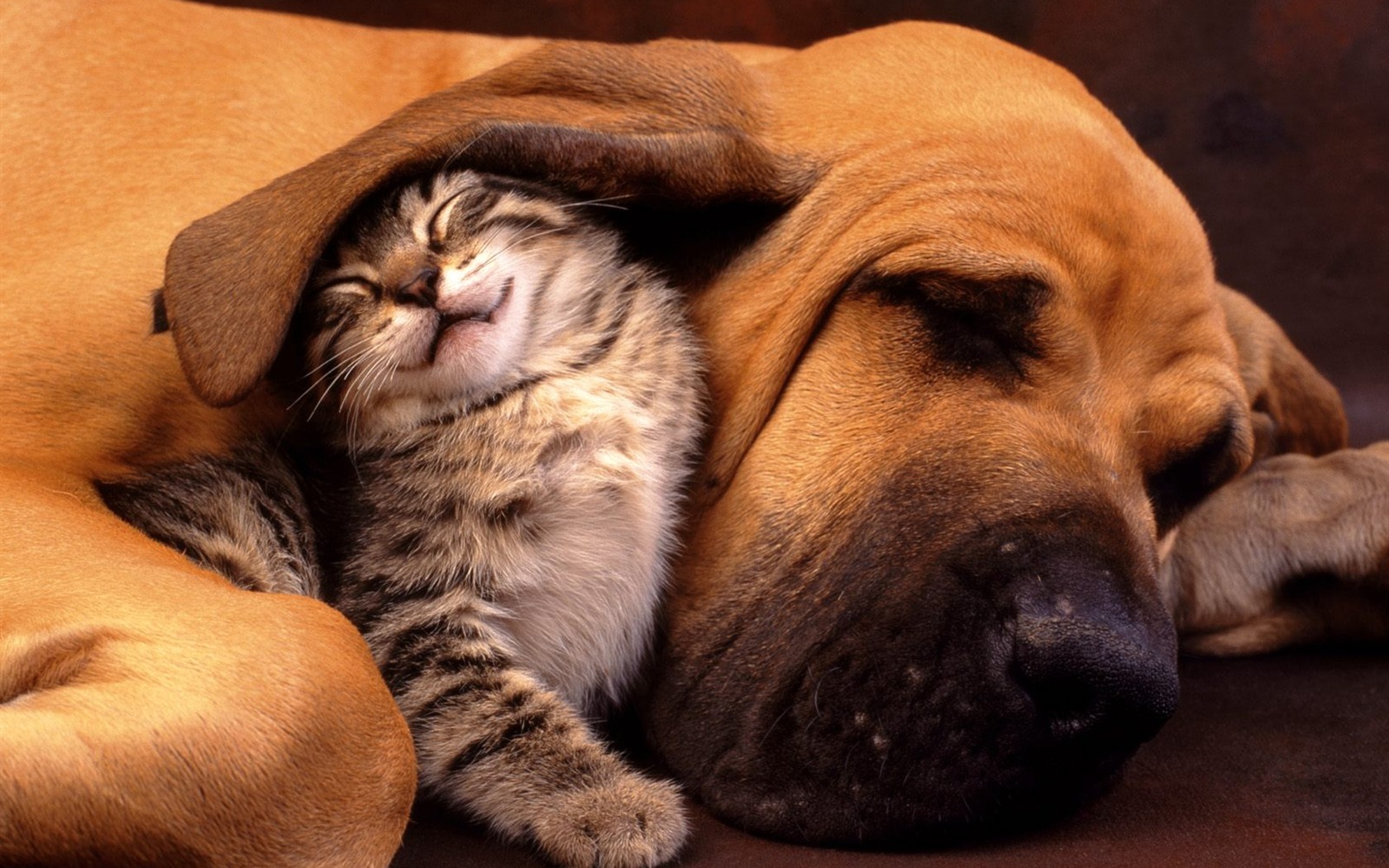 1600 Cat Photo Wallpaper (9) #18 - 1680x1050